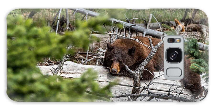 Bear Galaxy S8 Case featuring the photograph A Cinnamon Bear Nap by Yeates Photography