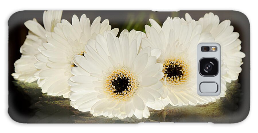 Vintage Galaxy S8 Case featuring the photograph A Cluster of White Gerber Daisies by Mary Jane Armstrong