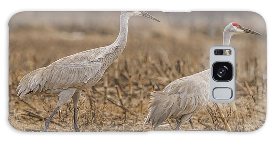 Courting Sandhill Cranes Galaxy Case featuring the photograph A Pair Of Sandhill Cranes 2014-1 by Thomas Young