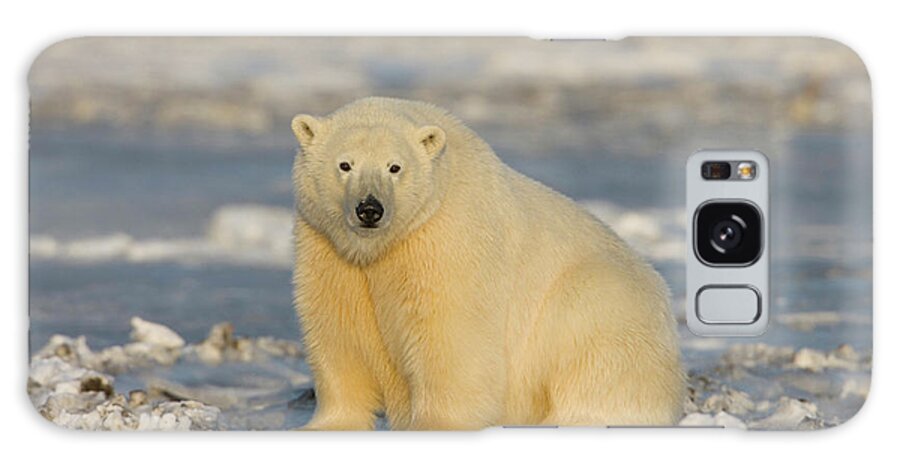 Alaska Galaxy Case featuring the photograph A Polar Bear Sits On The Frozen Surface by Hugh Rose