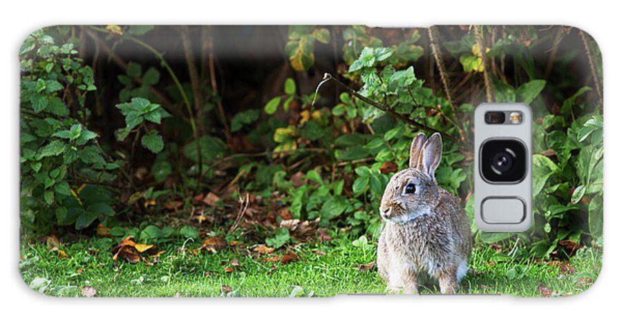 Grass Galaxy Case featuring the photograph A Rabbit On The Grass by John Short / Design Pics