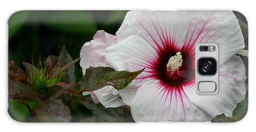 Hibiscus Galaxy Case featuring the photograph A Touch Of Red by Living Color Photography Lorraine Lynch