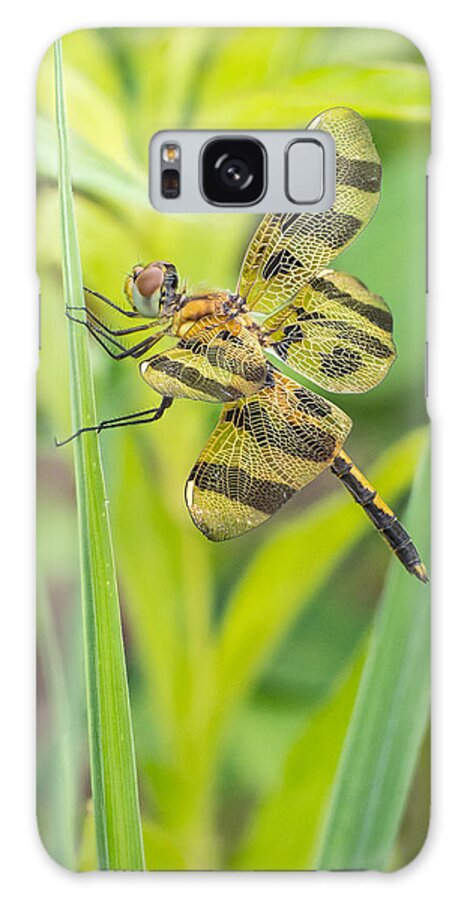 Dragonfly Galaxy Case featuring the photograph A View from a Prairie Window by Jim Zablotny