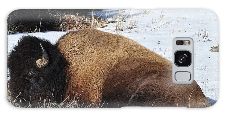 American Bison Galaxy Case featuring the photograph A Winter's Nap by Lisa Holland-Gillem