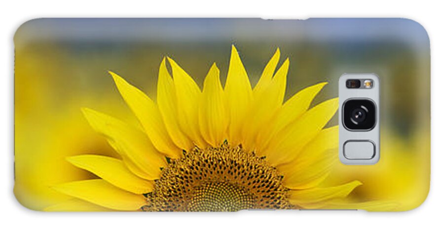 Sunflower Galaxy Case featuring the photograph Abstract Sunflower Panoramic by Tim Gainey