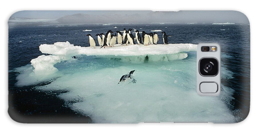 00141285 Galaxy Case featuring the photograph Adelie Penguin on Melting Ice Floe by Tui De Roy