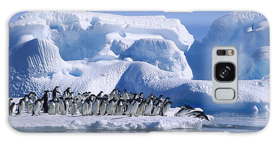 Feb0514 Galaxy Case featuring the photograph Adelie Penguins Diving From Icefloe by Colin Monteath