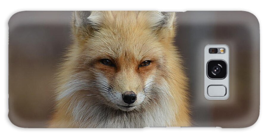 Fox Galaxy Case featuring the photograph Adorable Red Fox by DejaVu Designs