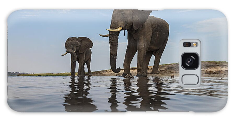 Vincent Grafhorst Galaxy Case featuring the photograph African Elephant Bulls Along Chobe by Vincent Grafhorst