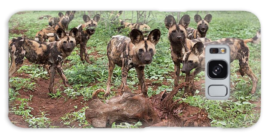 African Galaxy Case featuring the photograph African Hunting Dogs With Warthog Carcass by Tony Camacho/science Photo Library