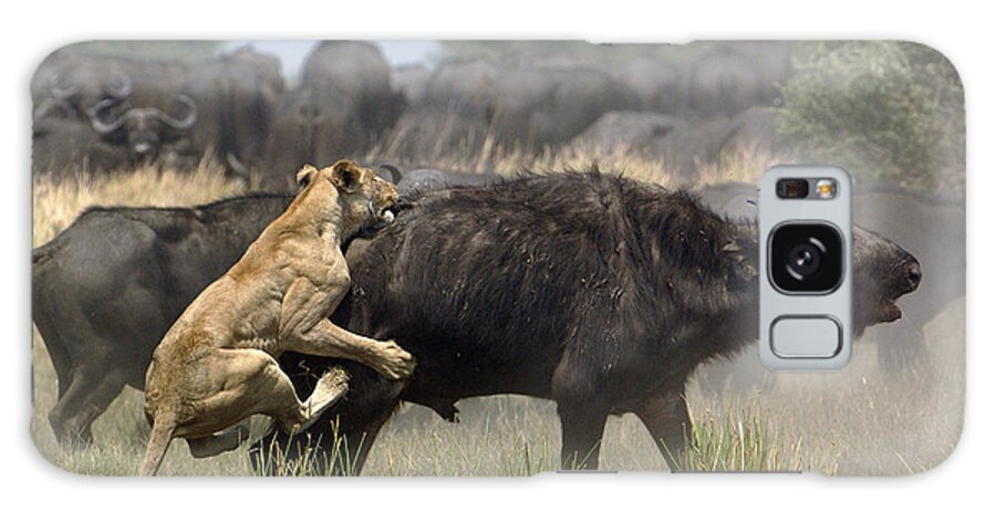 Feb0514 Galaxy Case featuring the photograph African Lion Attacking Cape Buffalo by Pete Oxford