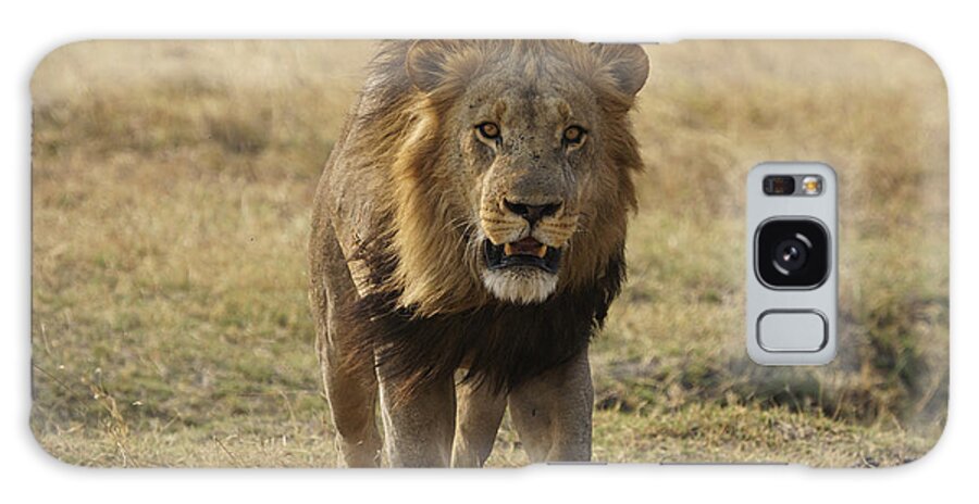 Hiroya Minakuchi Galaxy Case featuring the photograph African Lion On Savanna Masai Mara Kenya by Hiroya Minakuchi
