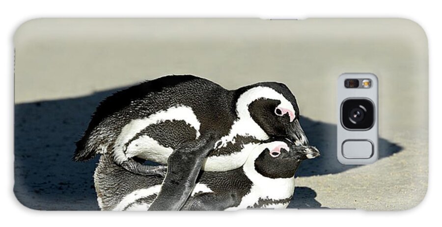 Africa Galaxy Case featuring the photograph African Penguin Mating by Tony Camacho/science Photo Library