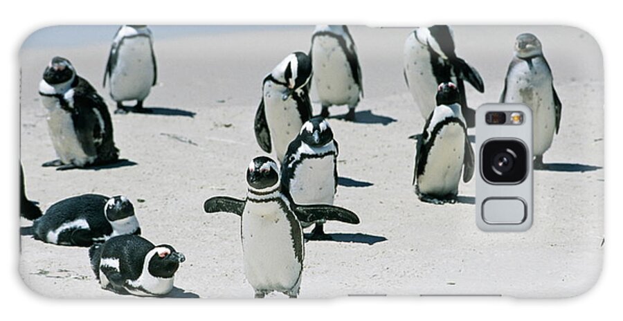 Jackass Penguin Galaxy Case featuring the photograph African Penguins by Philippe Psaila/science Photo Library