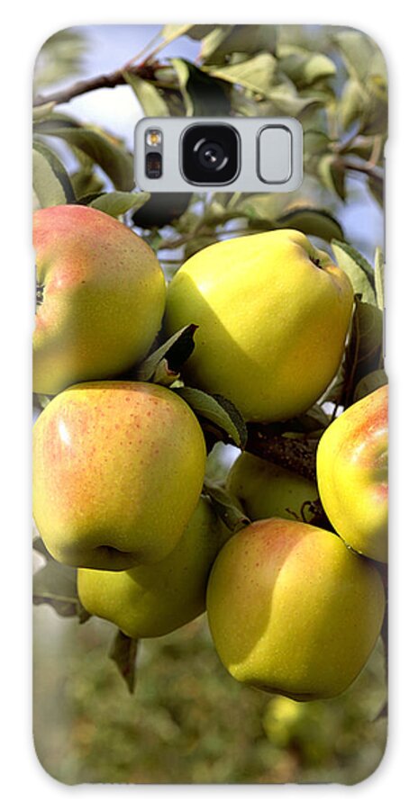 Fresh Galaxy S8 Case featuring the photograph Agriculture - Criterion Apples by Gary Holscher