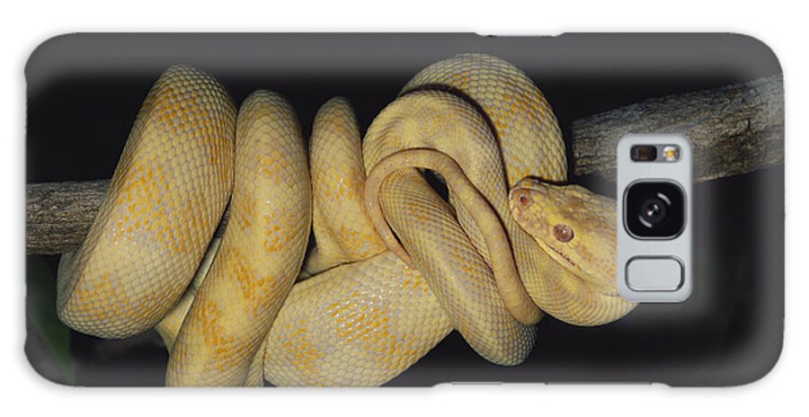 Albinic Galaxy Case featuring the photograph Albino Carpet Python by Karl H. Switak