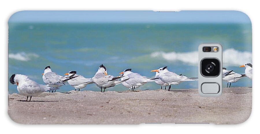 Tern Galaxy Case featuring the photograph All In A Row by Kim Hojnacki