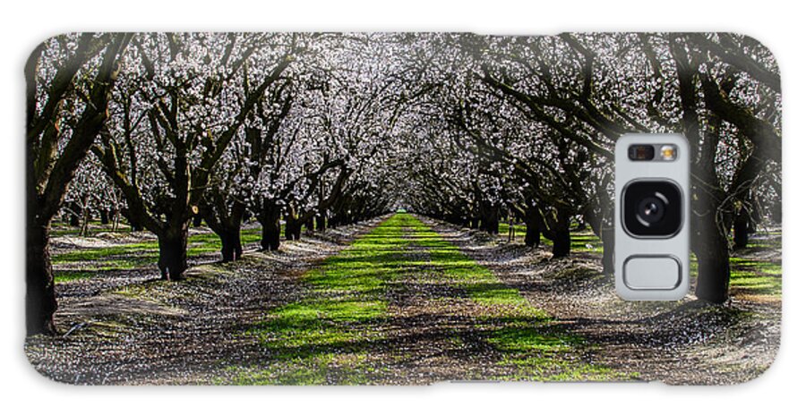 Almond. Almond Grove Galaxy Case featuring the photograph Almond Grove by Mike Ronnebeck