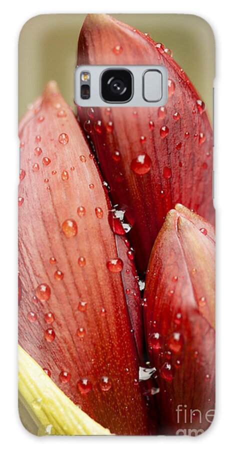 Amaryllis Galaxy S8 Case featuring the photograph Amaryllis by Meg Rousher