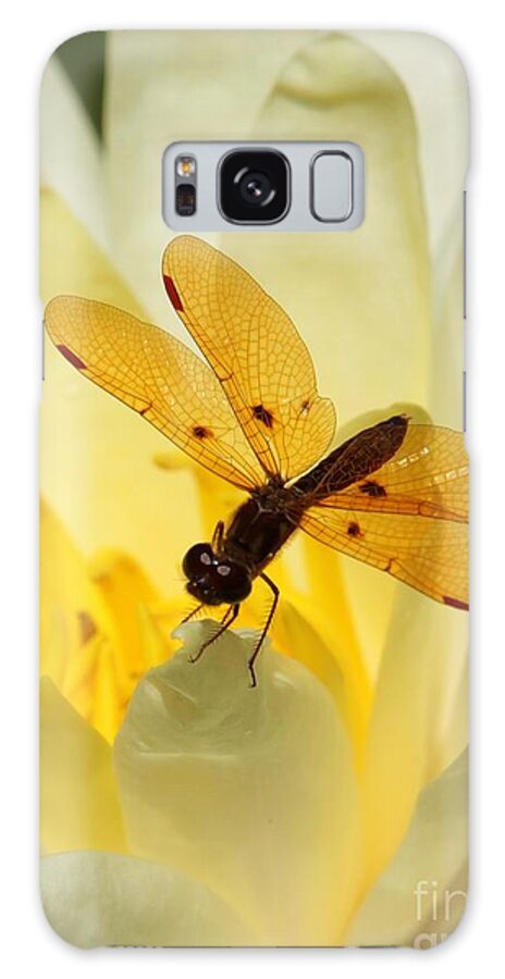 Dragon Fly Galaxy Case featuring the photograph Amber Dragonfly Dancer by Sabrina L Ryan