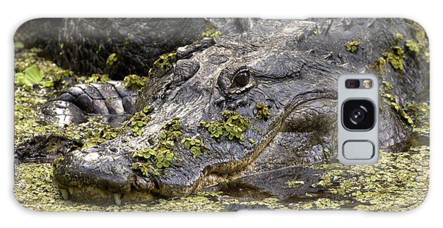 American Alligator Galaxy Case featuring the photograph American Alligator Print by Meg Rousher