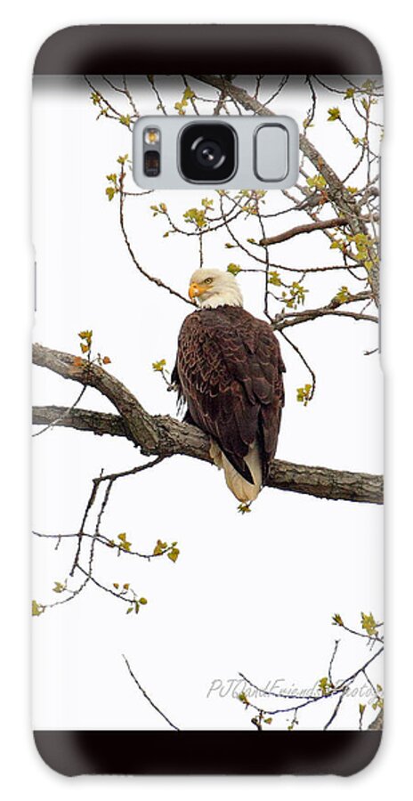 American Bald Eagle Galaxy Case featuring the photograph American Bald Eagle #1 by PJQandFriends Photography