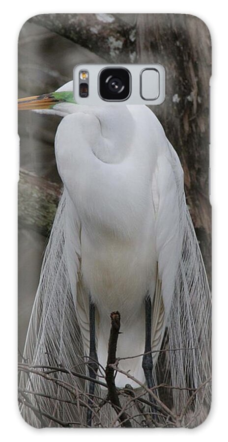 Photo Photographs Galaxy Case featuring the photograph American Egret by Jim E Johnson