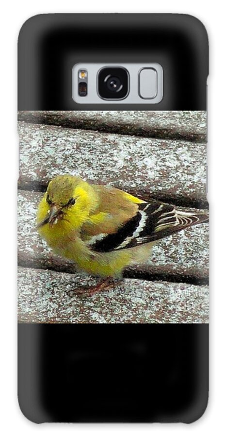 Bird Galaxy Case featuring the photograph American Goldfinch by Janette Boyd