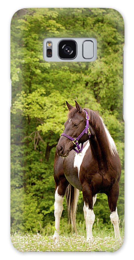 Horse Galaxy Case featuring the photograph American Paint Horse Standing In Field by Kerri Wile