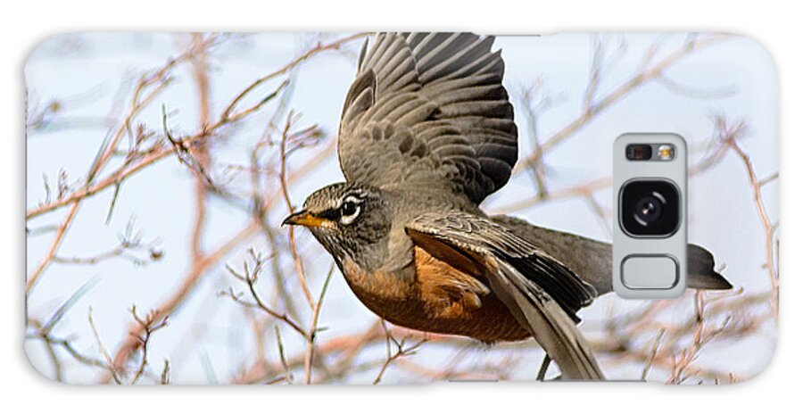 American Robin Galaxy Case featuring the photograph American Robin in Flight by Stephen Johnson