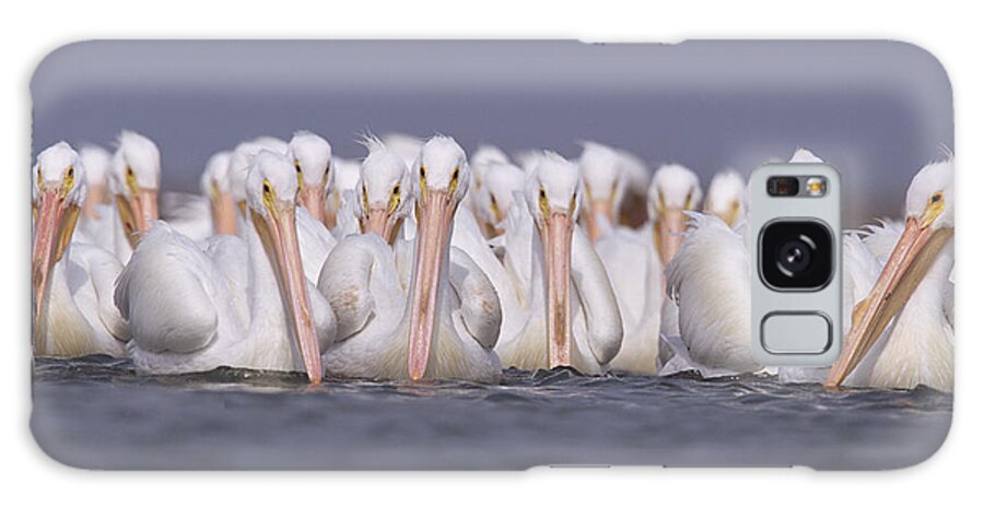Feb0514 Galaxy Case featuring the photograph American White Pelicans by Tim Fitzharris