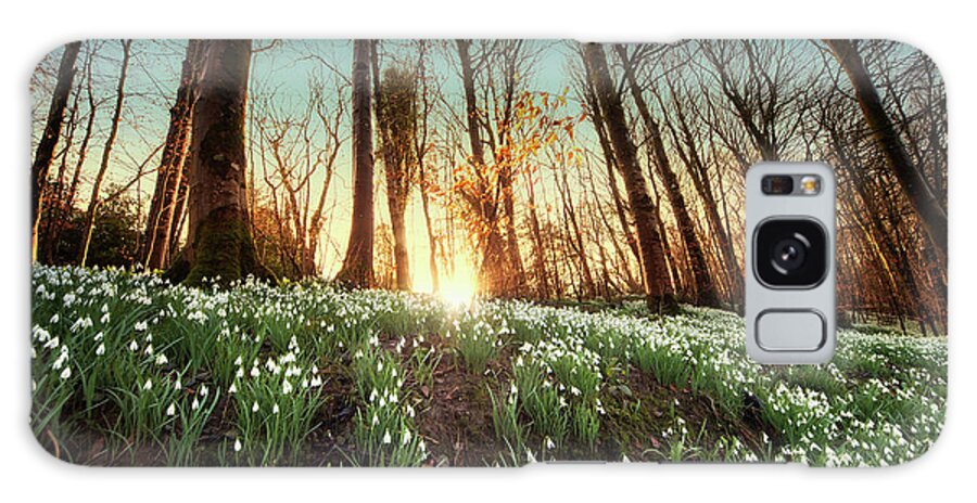 Tranquility Galaxy Case featuring the photograph An Abundance Of Snowdrops Galanthus On by John Short / Design Pics