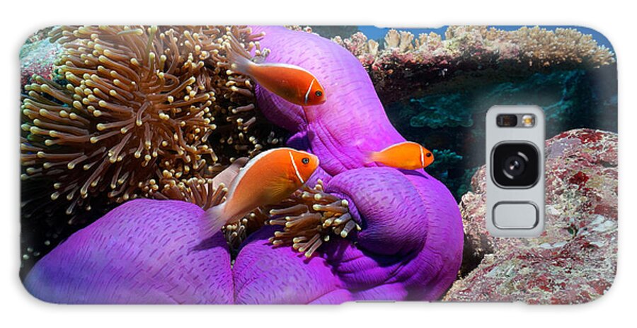 Clownfish Galaxy Case featuring the photograph Anemonefish by Aaron Whittemore