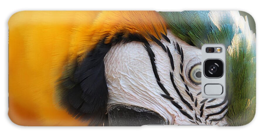 Macaw Galaxy S8 Case featuring the photograph Angry Bird by Joseph G Holland