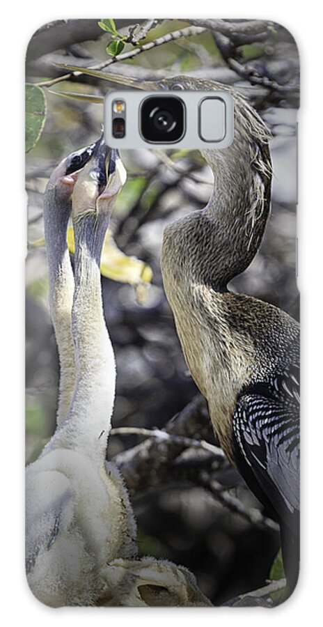 Anhinga Galaxy Case featuring the photograph Anhinga and Chicks by Fran Gallogly