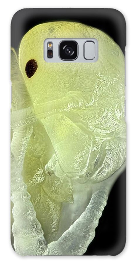 Nobody Galaxy Case featuring the photograph Ant Pupa by Frank Fox