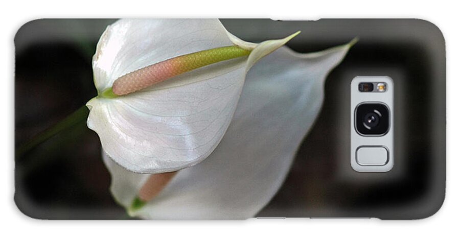 Anthurium Galaxy Case featuring the photograph Anthurium by Winston D Munnings