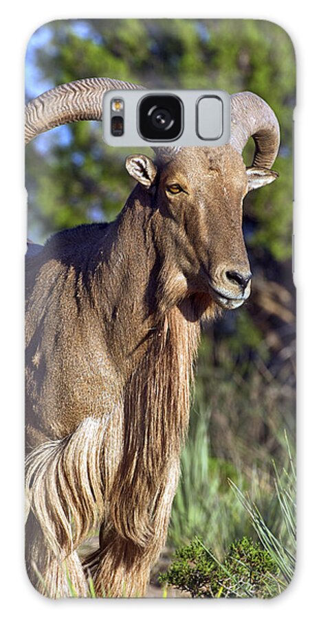  Aoudad Galaxy Case featuring the photograph Aoudad Sheep by Gary Langley