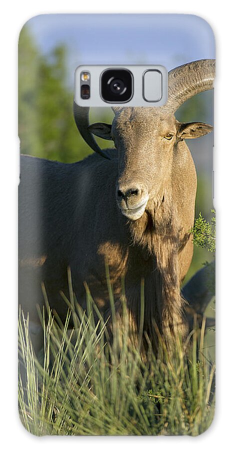 Barbary Galaxy Case featuring the photograph Aoudad Sheep Ram by Gary Langley