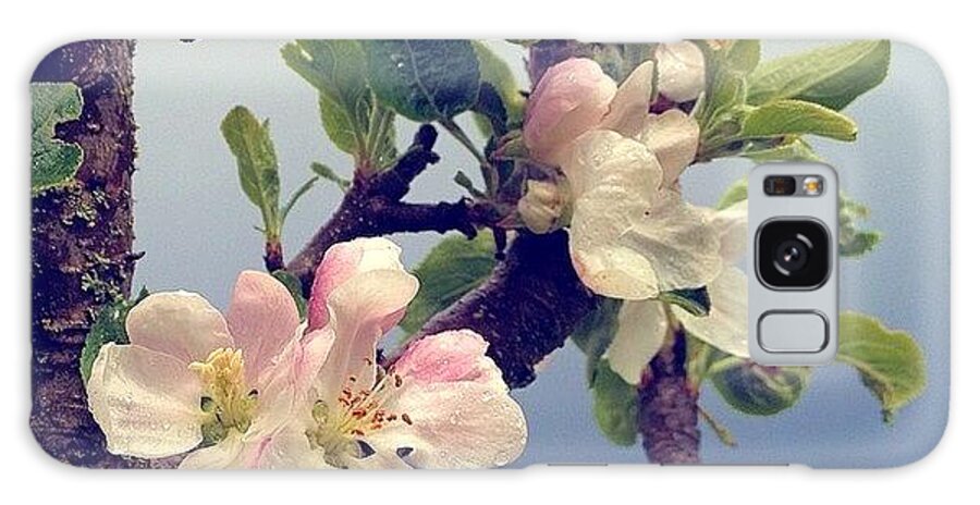Pacificnorthwest Galaxy Case featuring the photograph Apple Blossoms Right Outside My Studio by Blenda Studio