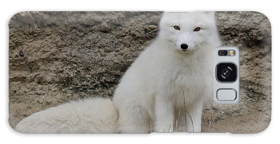 White Fox Galaxy Case featuring the photograph Arctic Fox by Athena Mckinzie