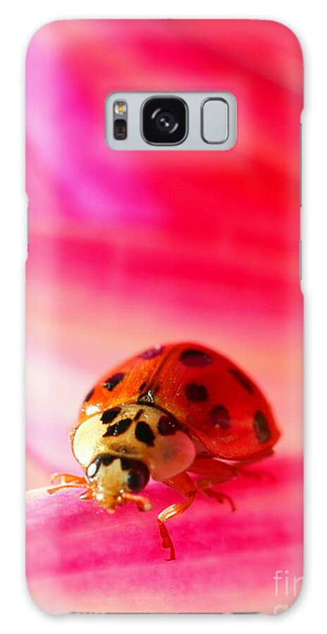 Red Galaxy Case featuring the photograph Asian Lady Beetle 2 by Amanda Mohler