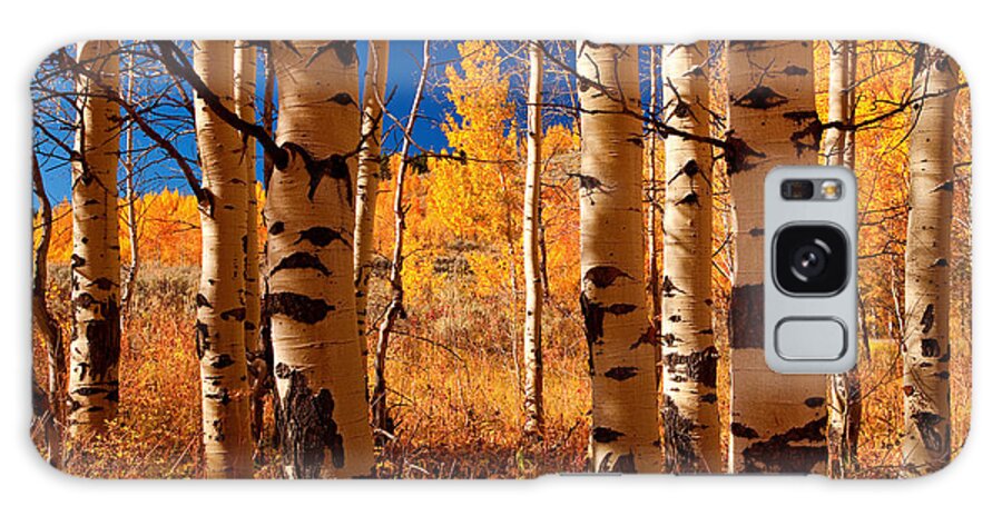 Aspens Galaxy Case featuring the photograph Aspen Grove by Aaron Whittemore