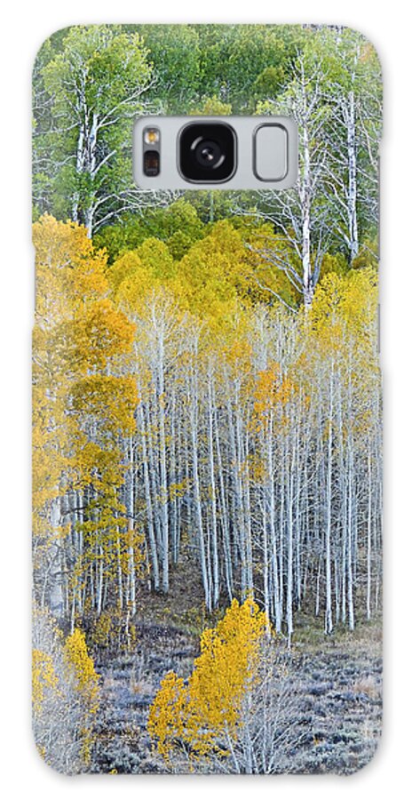 Aspen Stand Galaxy Case featuring the photograph Aspen Stand by L J Oakes
