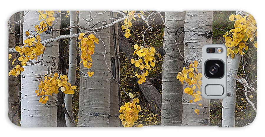 Aspen Trees Galaxy S8 Case featuring the photograph Aspen Trees by Doug Davidson