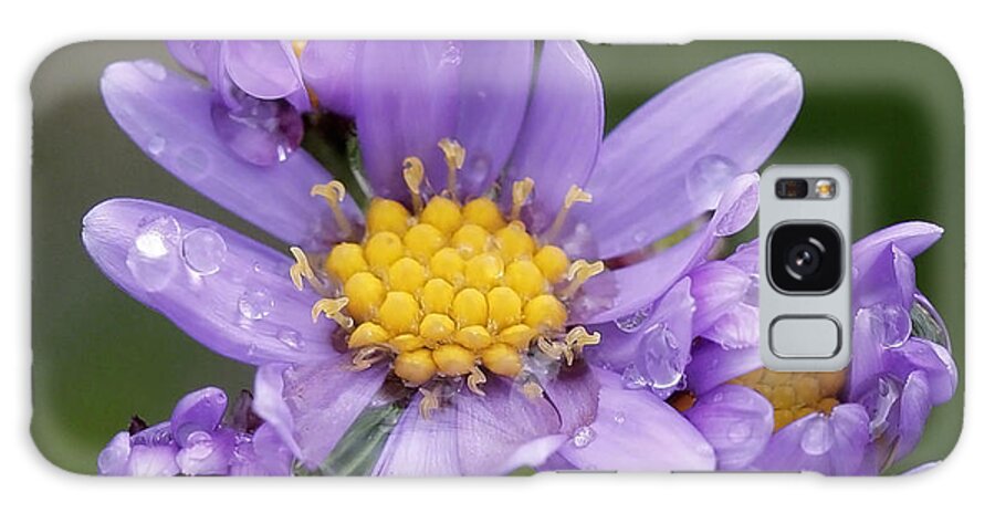 Asters Galaxy Case featuring the photograph Aster Drops by Michael Friedman