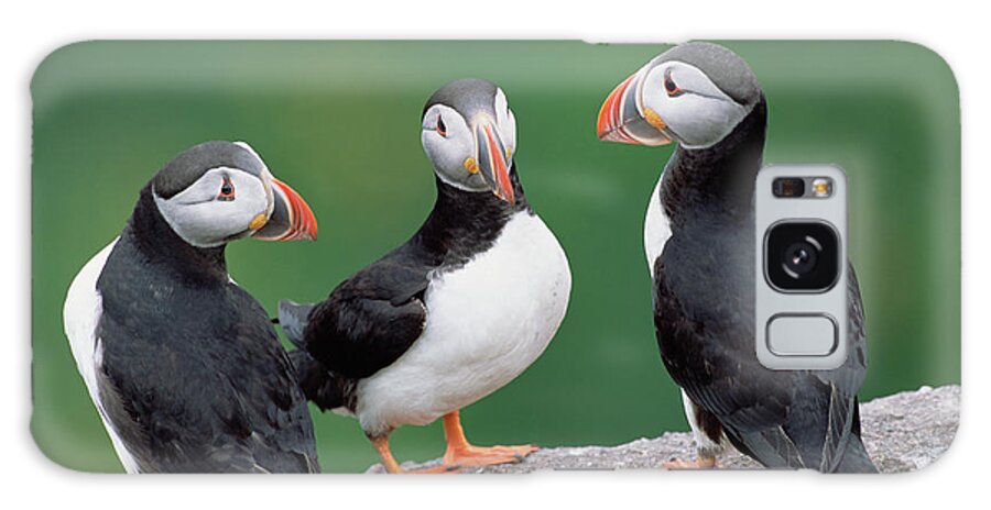 00342551 Galaxy Case featuring the photograph Atlantic Puffin Trio by Yva Momatiuk John Eastcott