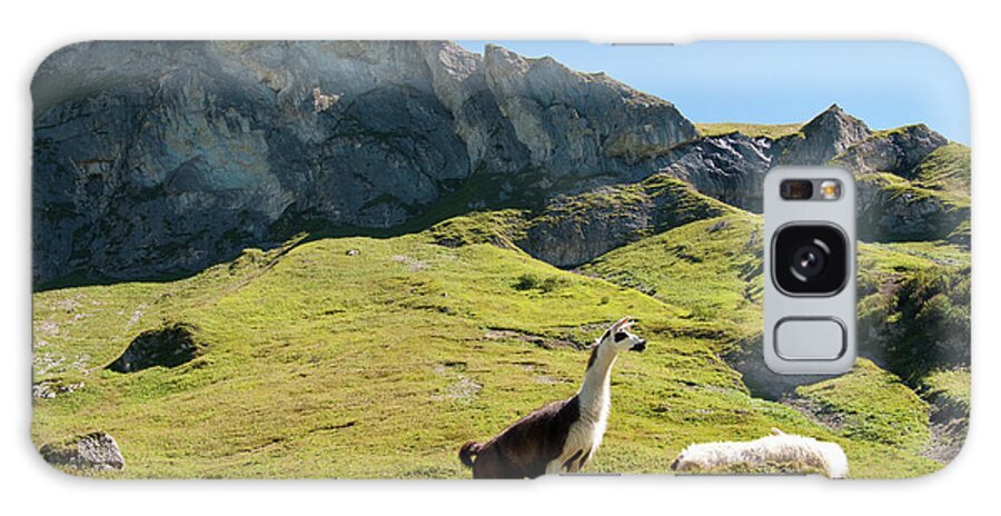 Grass Galaxy Case featuring the photograph Austria, Llama On Alpine Meadow by Westend61