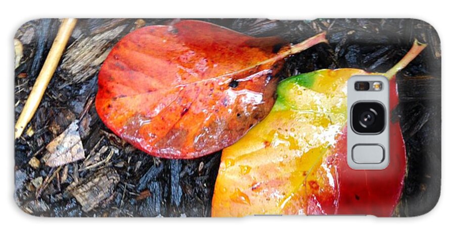 Autumn Galaxy Case featuring the photograph Autumn Colors by Felix Zapata