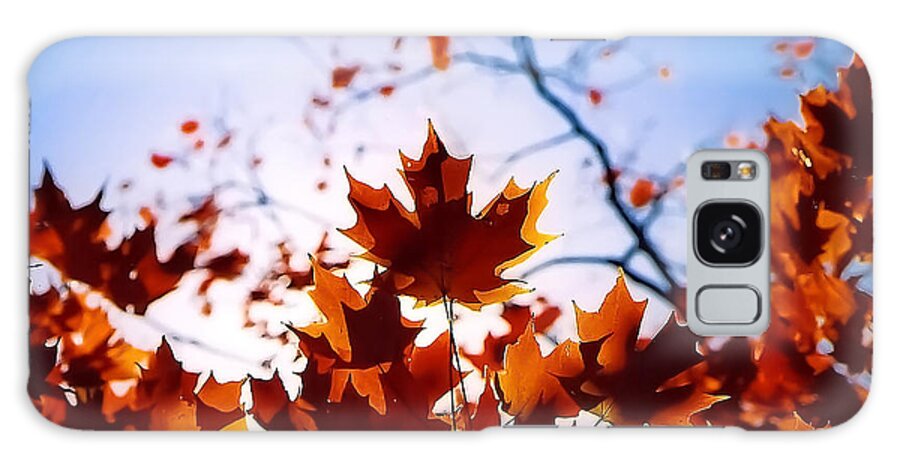 Maple Leaf Galaxy Case featuring the photograph Autumn Glow by SCB Captures